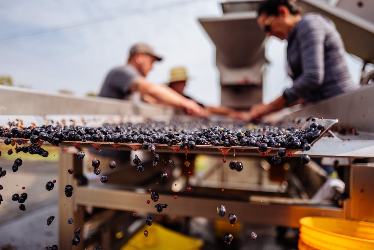 August Family Vineyards