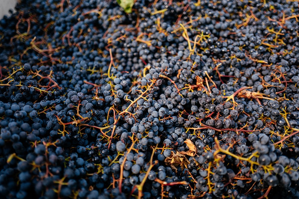 August Family Vineyards